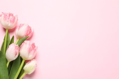 Photo of Beautiful colorful tulip flowers on pink background, top view. Space for text