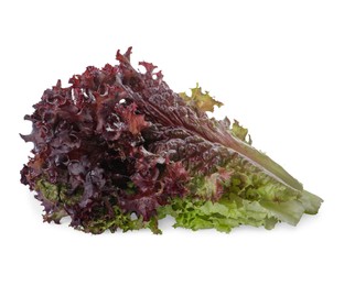 Leaves of fresh red coral lettuce isolated on white