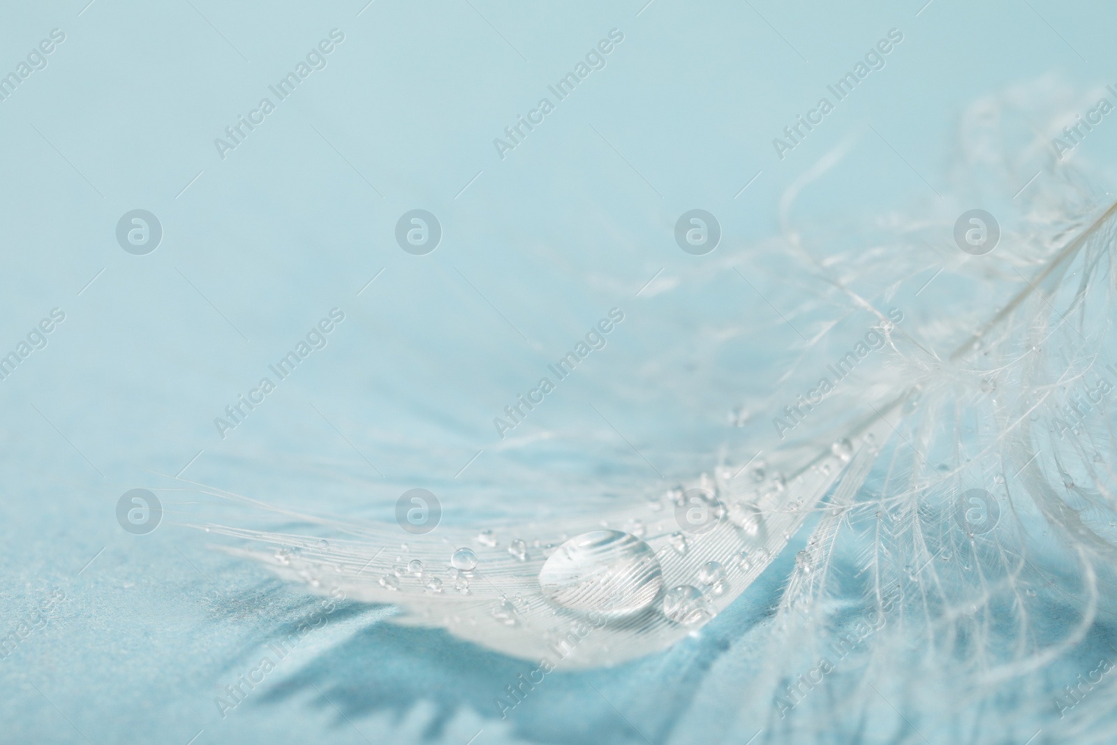 Photo of Closeup view of beautiful feather with dew drops on light blue background, space for text