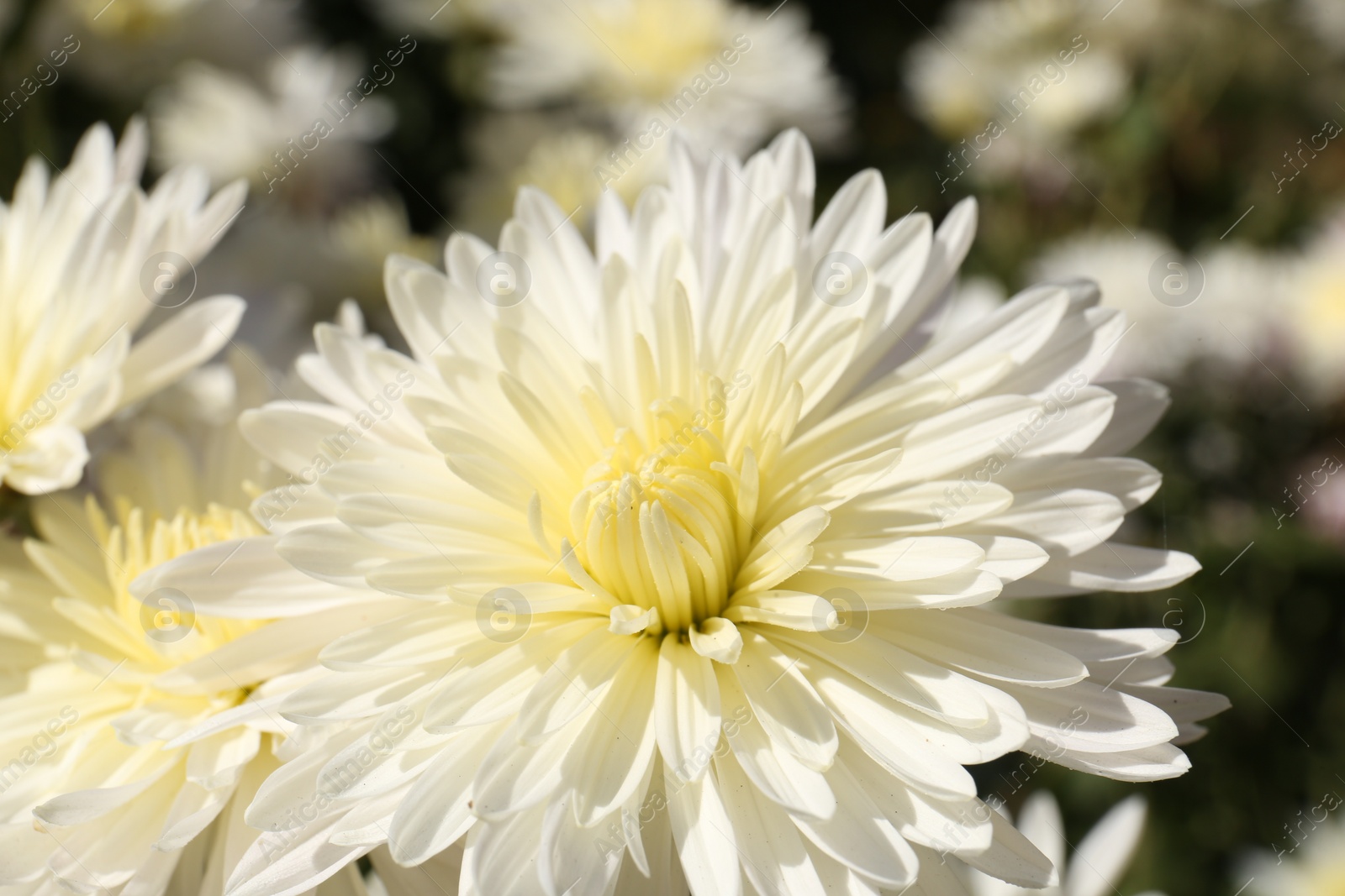 Photo of Beautiful yellow chrysanthemum flowers growing outdoors, closeup