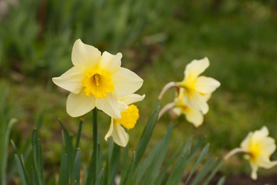 Beautiful blooming daffodils growing in garden, closeup. Spring flower