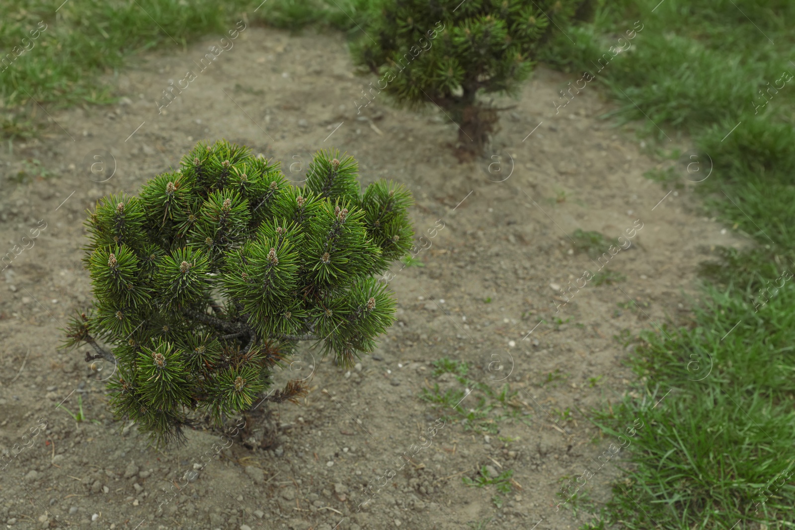 Photo of Newly planted young pine trees in park