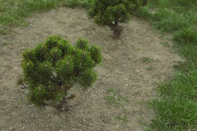 Photo of Newly planted young pine trees in park