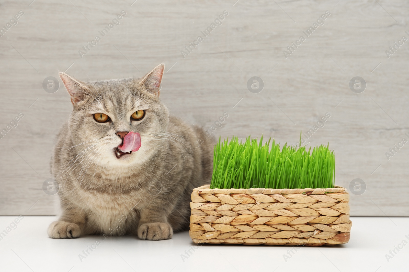 Photo of Cute cat near fresh green grass on white surface