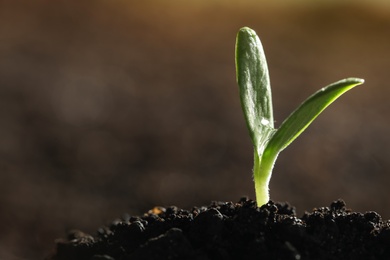 Photo of Young vegetable seedling growing in soil outdoors, space for text