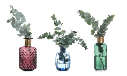 Image of Collage with green eucalyptus branches in different glass vases on white background