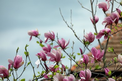 Photo of Beautiful magnolia tree with pink flowers against cloudy sky, closeup