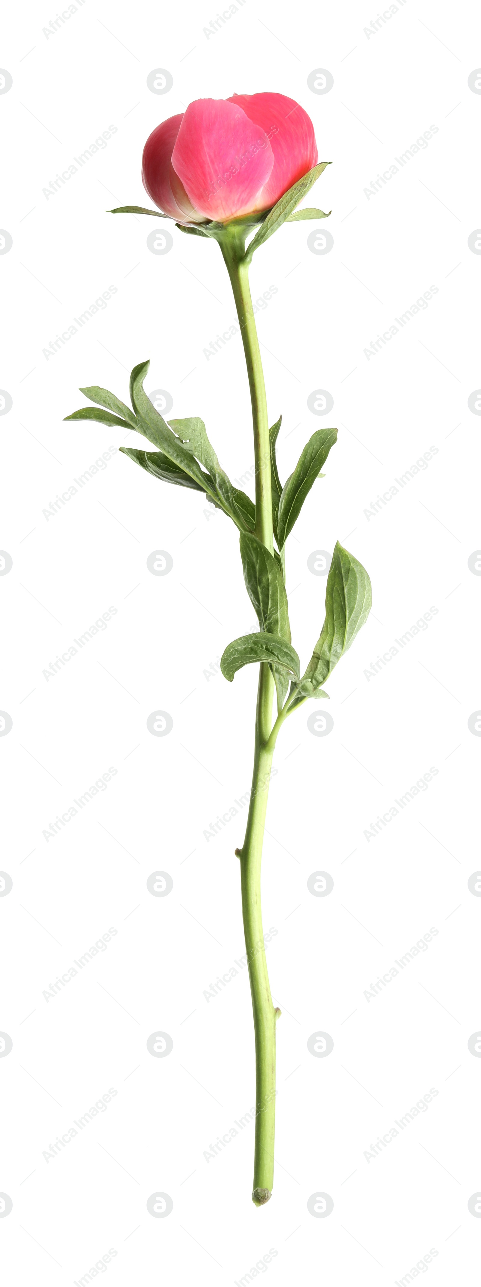 Photo of Beautiful pink peony bud isolated on white