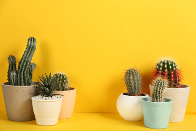 Photo of Beautiful cactuses on yellow background. Space for text