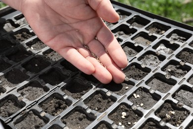 Photo of Gardener planting grains into seed box outdoors, closeup