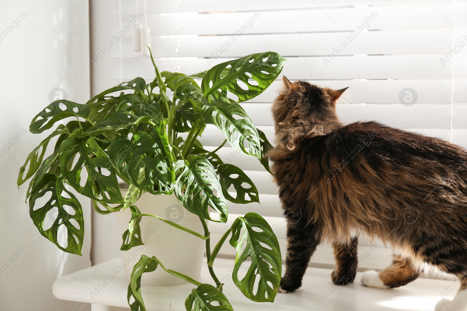 Photo of Adorable cat and houseplant on window sill at home