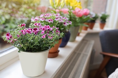 Photo of Beautiful blooming pelargonium plant in flowerpot on windowsill indoors, space for text