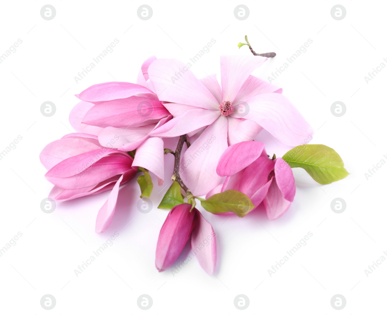 Photo of Beautiful pink magnolia flowers isolated on white