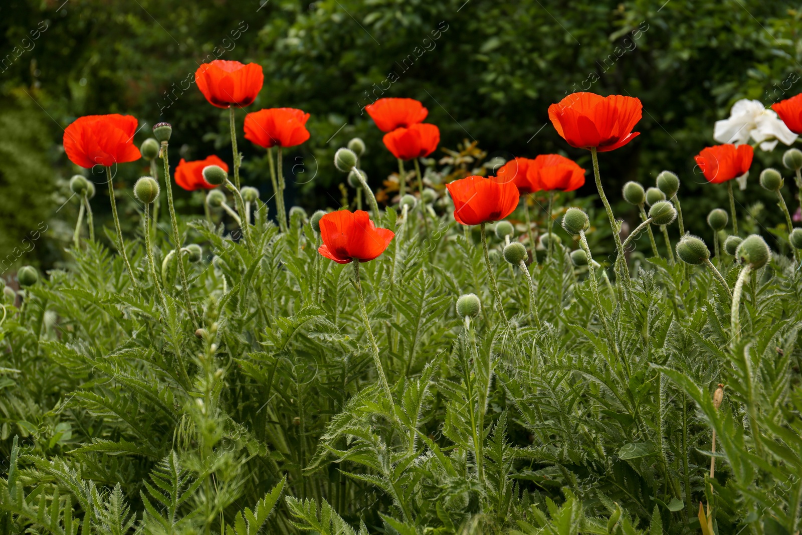 Photo of Many beautiful blooming red poppy flowers outdoors