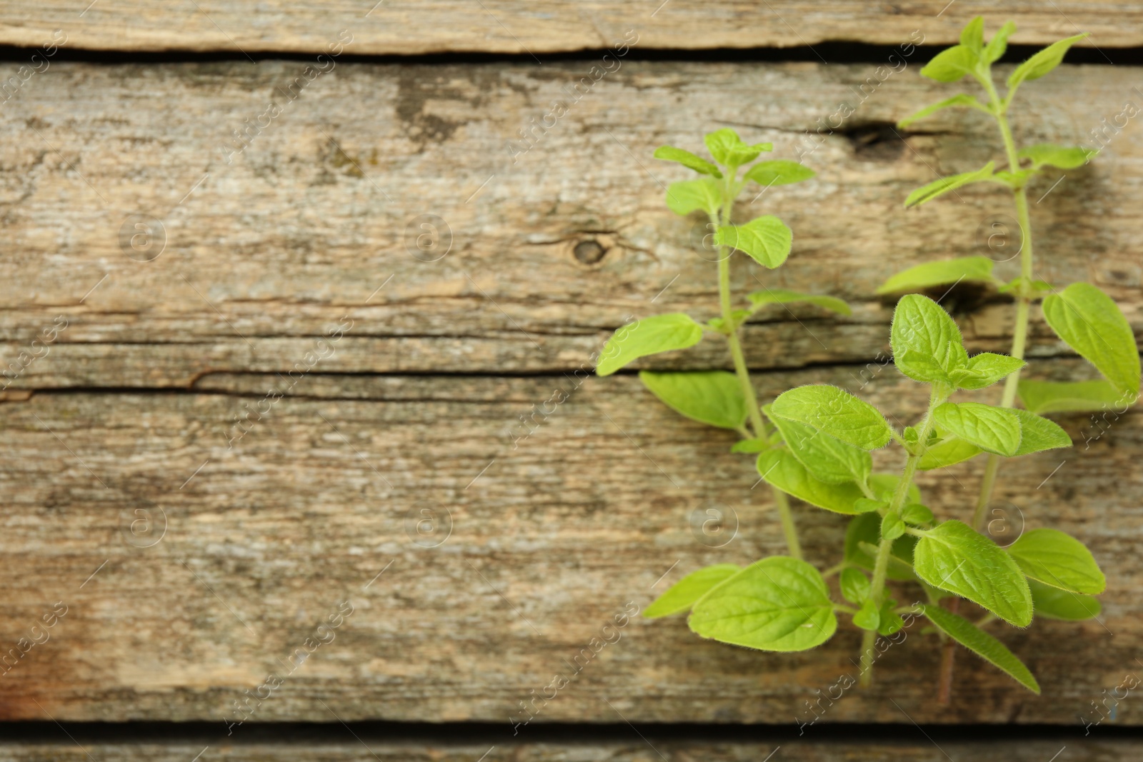 Photo of Sprigs of fresh green oregano on wooden table, top view. Space for text