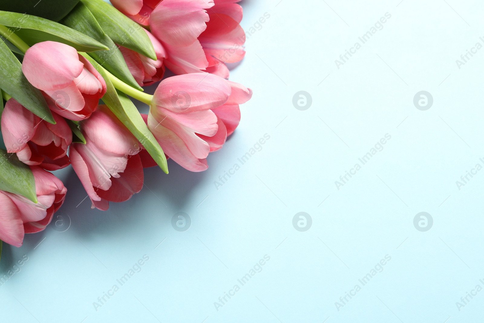 Photo of Happy Mother's Day. Beautiful pink tulips on white background, space for text