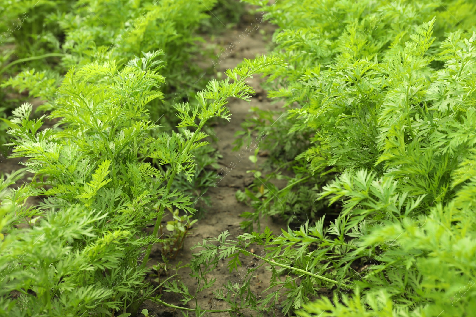 Photo of Carrot plants with green leaves growing in garden