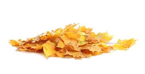 Photo of Heap of autumn leaves on white background