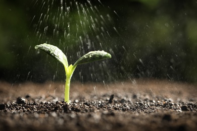 Sprinkling water on green seedling in soil, closeup. Space for text