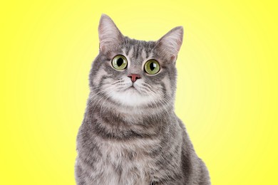 Image of Cute surprised tabby cat with big eyes on yellow background