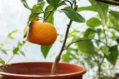 Photo of Potted tangerine tree with ripe fruit in greenhouse, closeup. Space for text