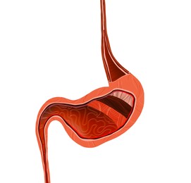 Illustration of Anatomy image of stomach structure on white background