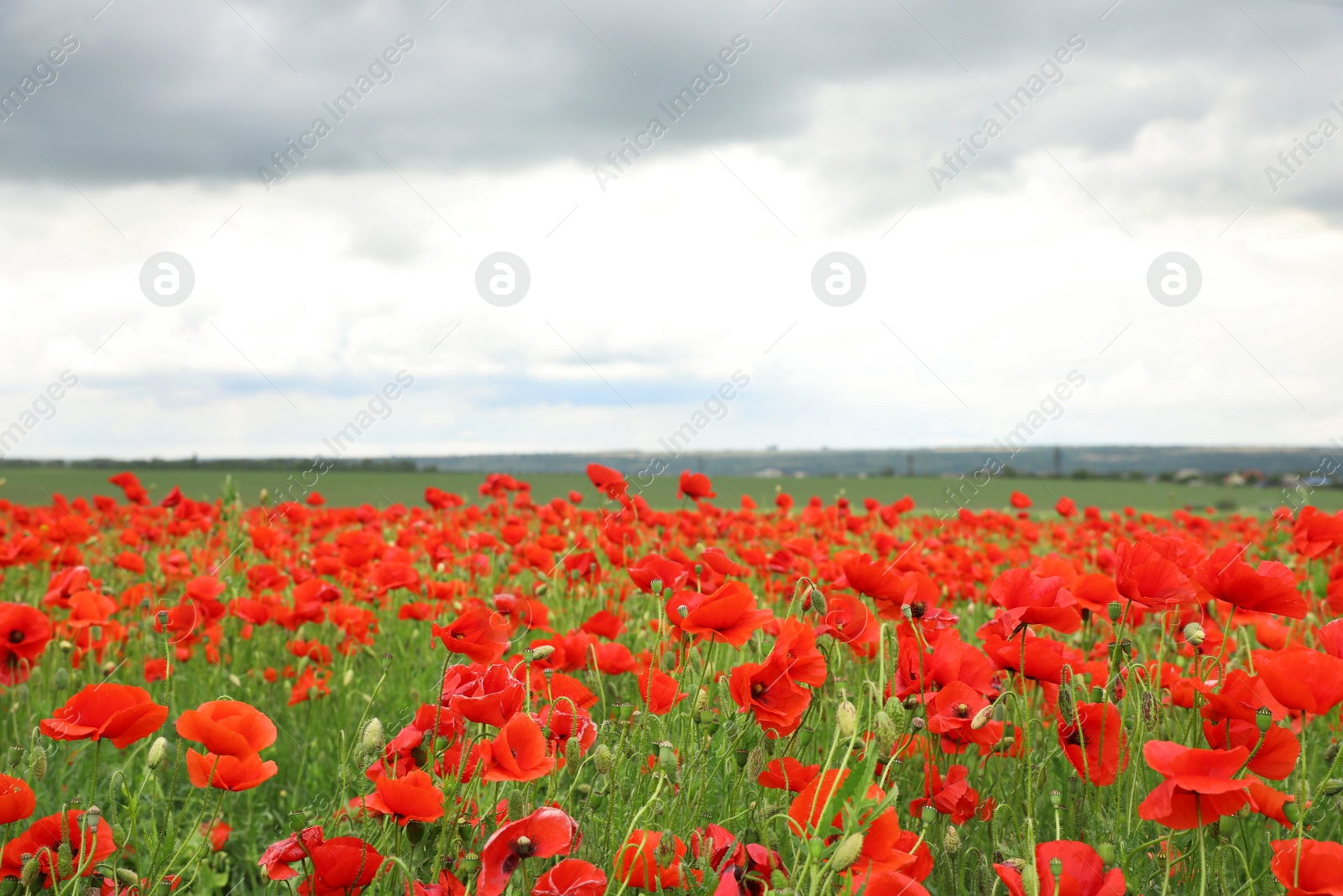 Photo of Beautiful red poppy flowers growing in field