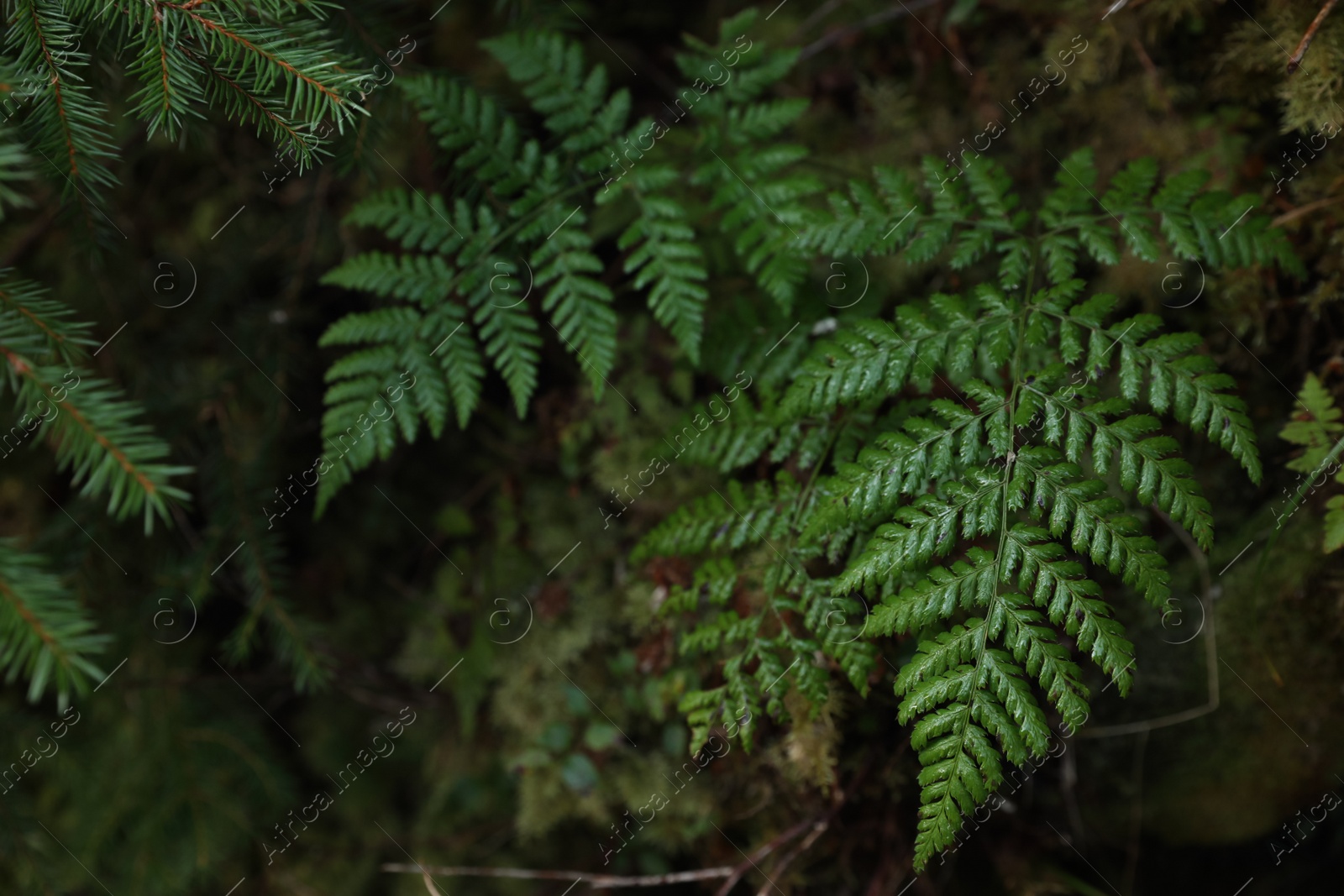 Photo of Green fern growing in forest, top view