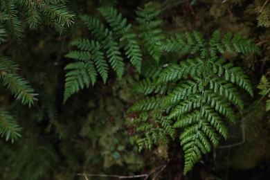 Green fern growing in forest, top view