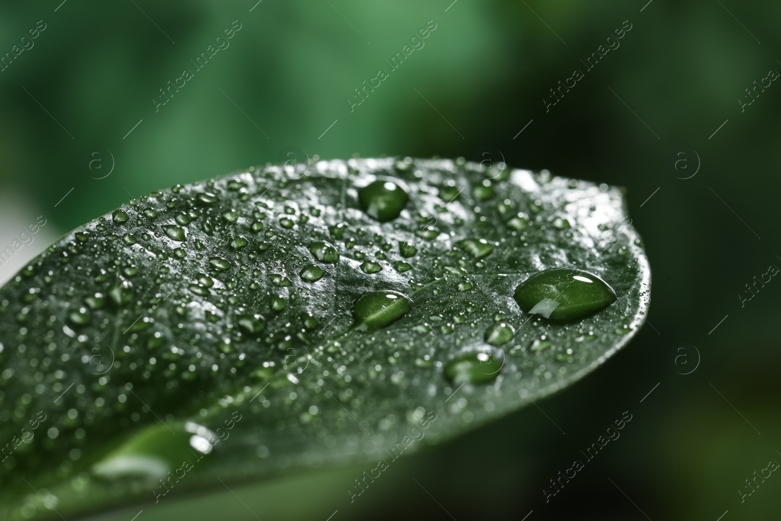 Photo of Closeup view of beautiful green leaf with dew drops
