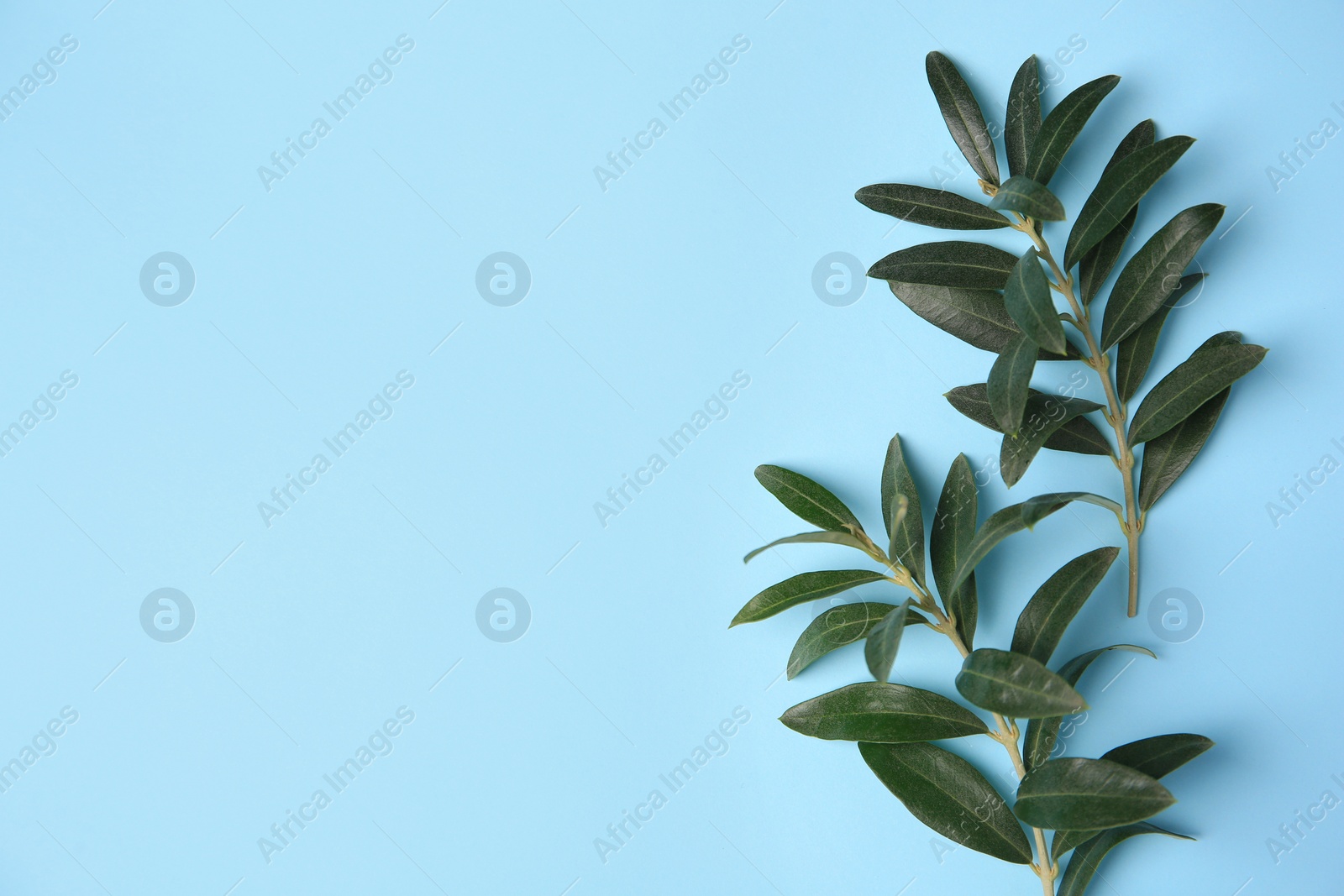 Photo of Olive twigs with fresh green leaves on light blue background, flat lay. Space for text