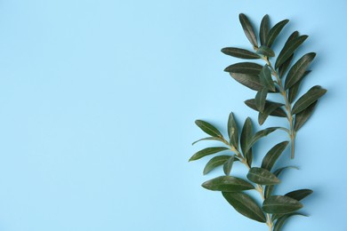 Olive twigs with fresh green leaves on light blue background, flat lay. Space for text