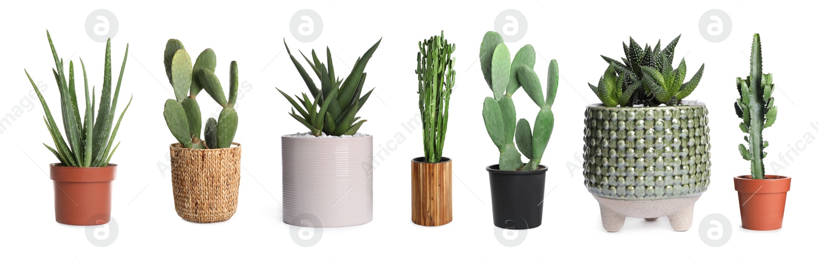 Image of Set with different beautiful plants on white background. Banner design