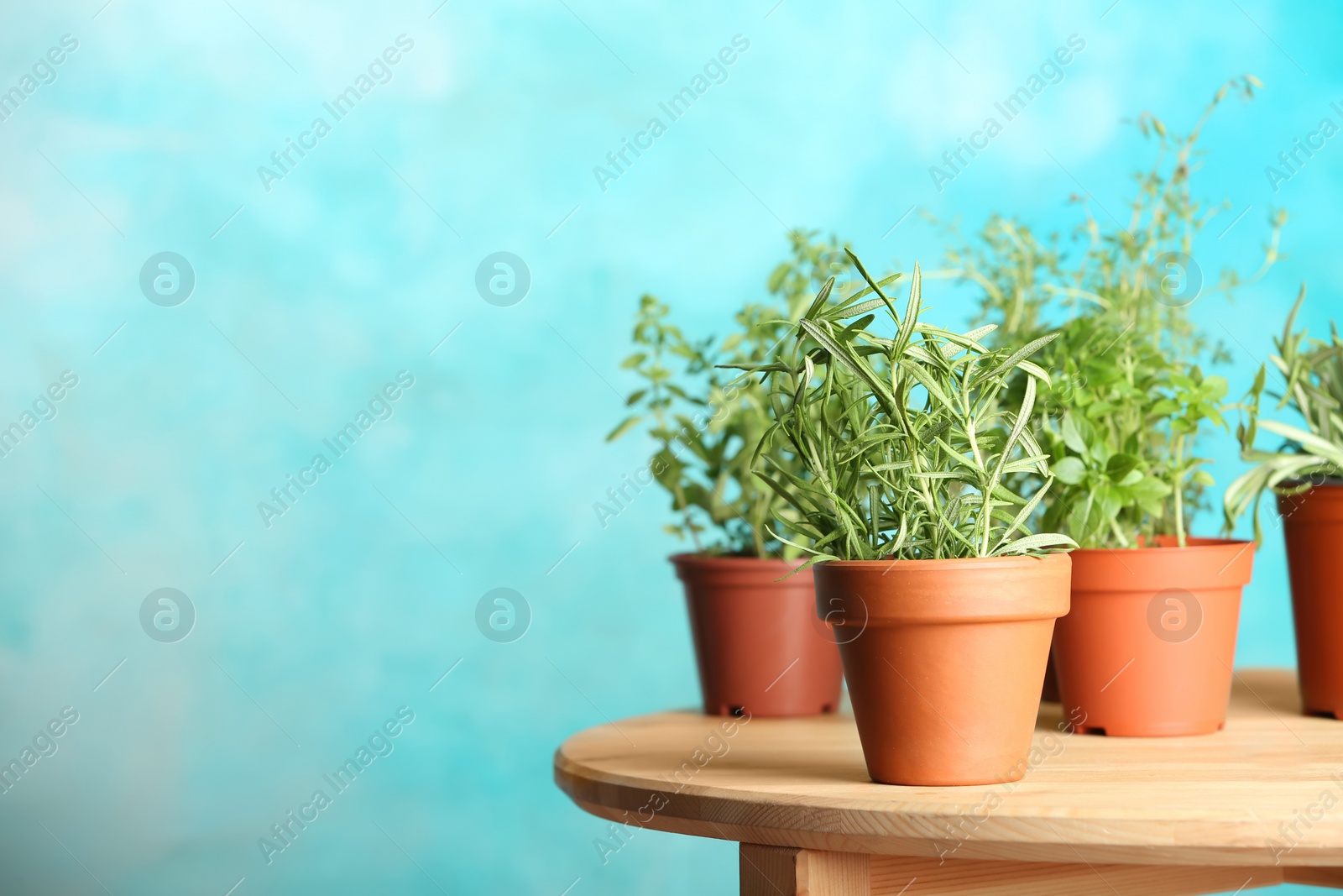 Photo of Pots with fresh rosemary on table against color background