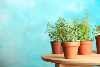 Photo of Pots with fresh rosemary on table against color background