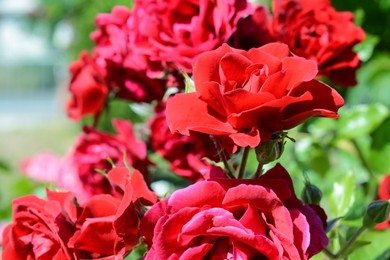 Photo of Closeup viewbeautiful blooming rose bush outdoors on sunny day