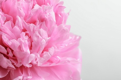 Photo of Beautiful fragrant peony flower on white  background