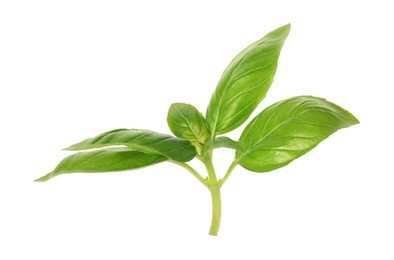 Photo of Fresh green basil leaves isolated on white