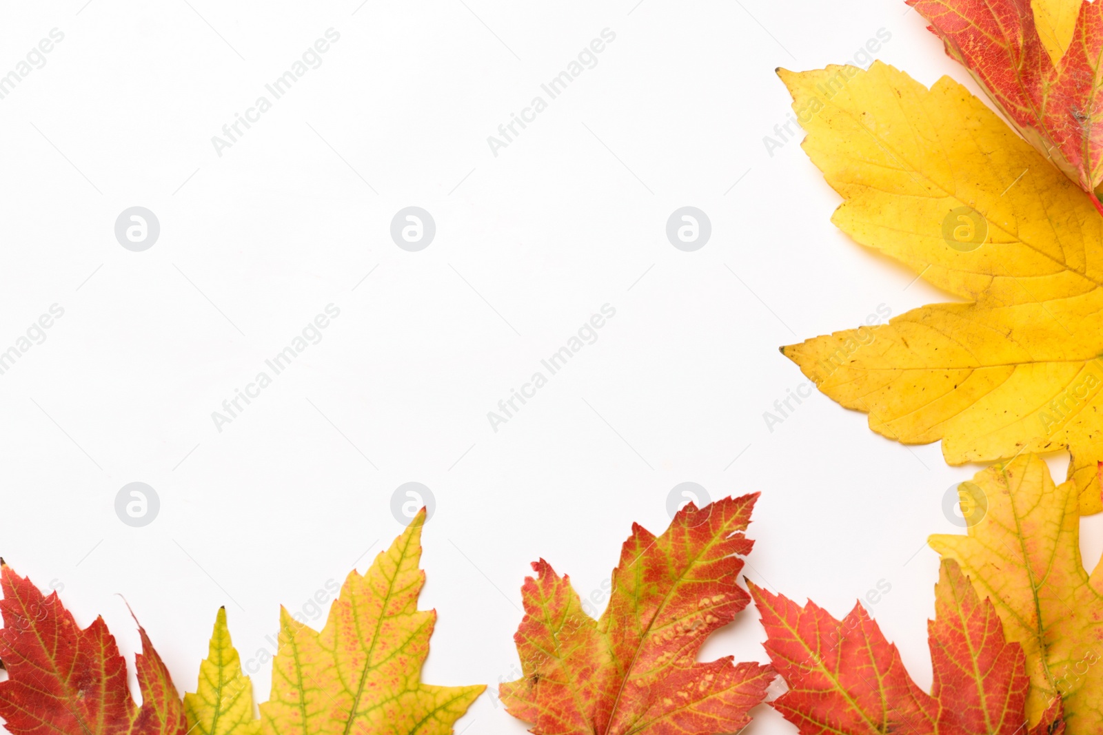 Photo of Colorful autumn leaves on white background, top view