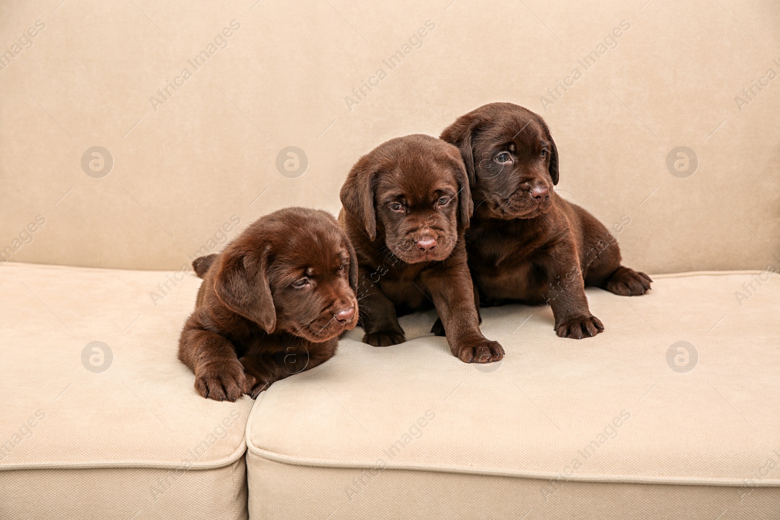 Photo of Chocolate Labrador Retriever puppies on soft sofa