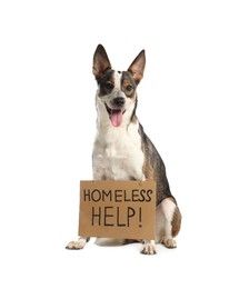 Lost dog with sign Homeless Help! on white background. Lonely pet