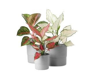 Beautiful Aglaonema plants in flowerpots isolated on white. House decor