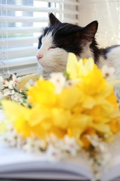 Photo of Fluffy cat, beautiful bouquet of yellow daffodils near window, selective focus