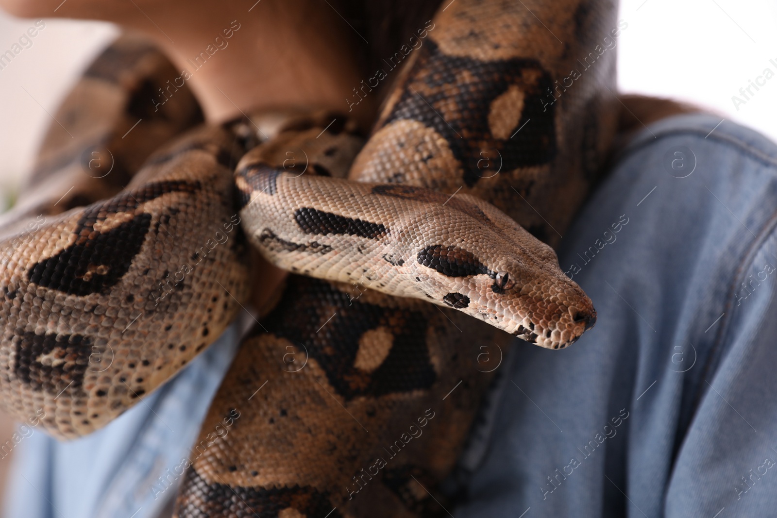 Photo of Woman with her boa constrictor at home, closeup. Exotic pet