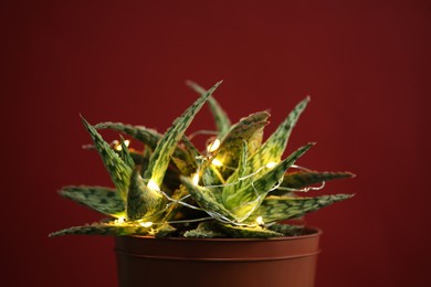 Photo of Cactus decorated with glowing fairy lights on red background, closeup