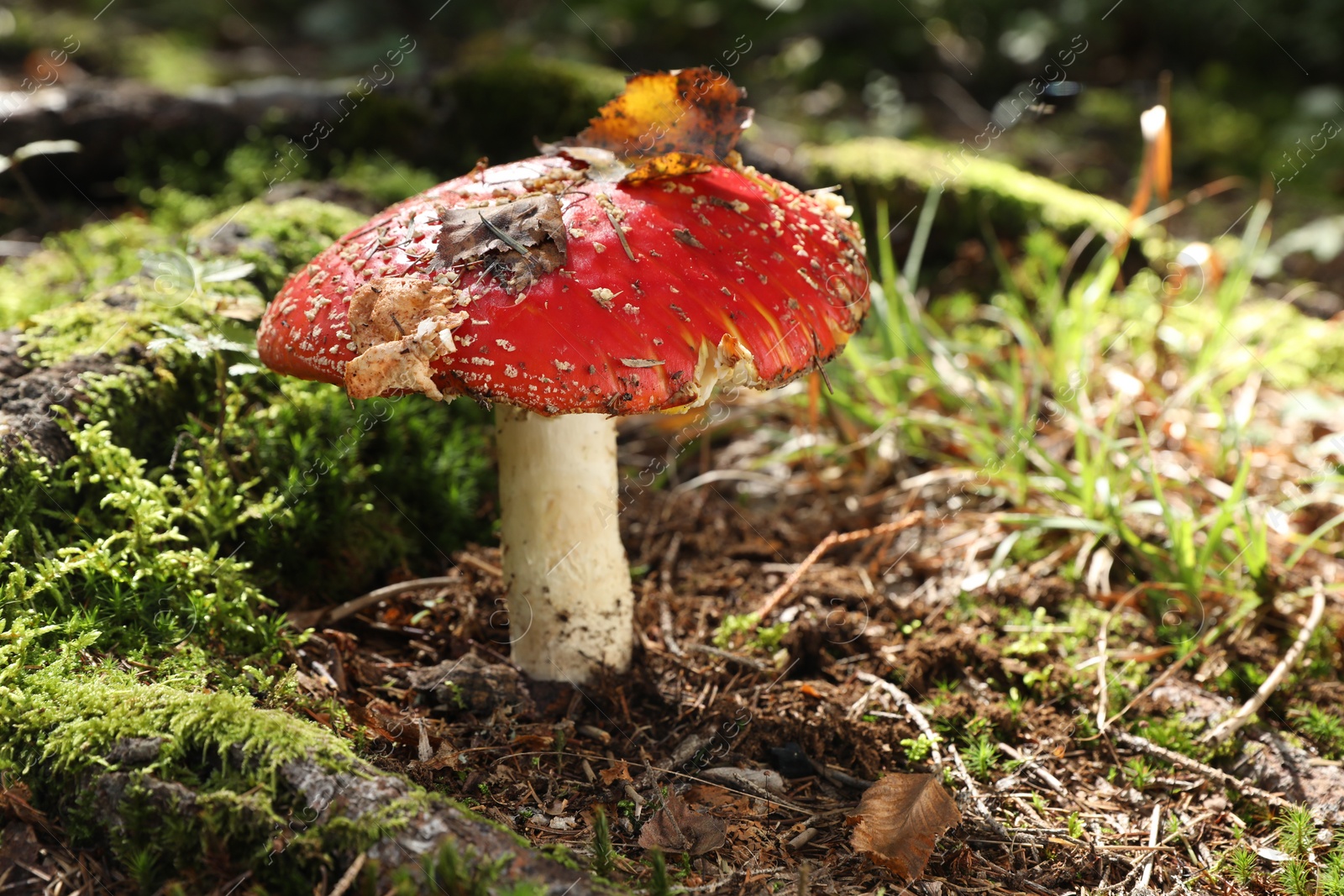 Photo of One poisonous mushroom growing in forest, closeup. Space for text