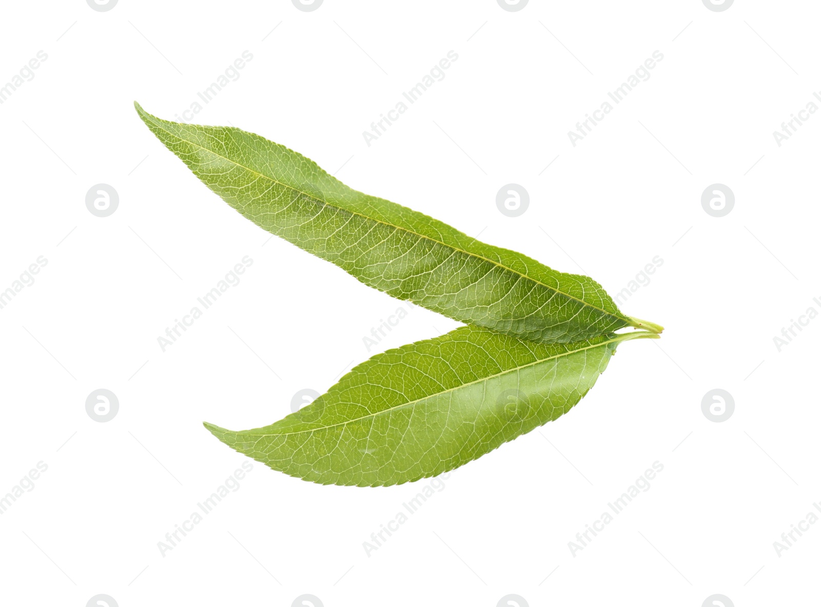 Photo of Fresh green peach leaves isolated on white