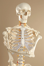 Photo of Artificial human skeleton model on beige background