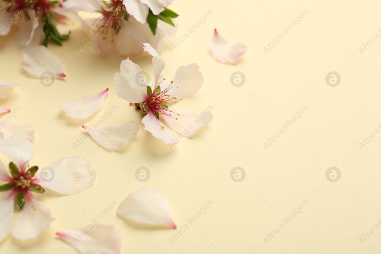 Photo of Spring blossoms and petals on beige background, closeup. Space for text