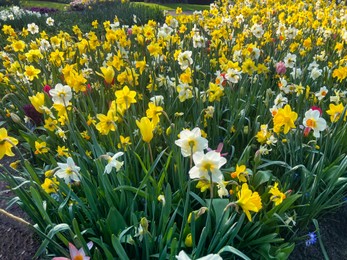 Beautiful colorful daffodil and tulip flowers growing outdoors on sunny day